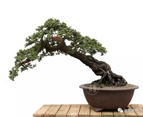 铁马鞭