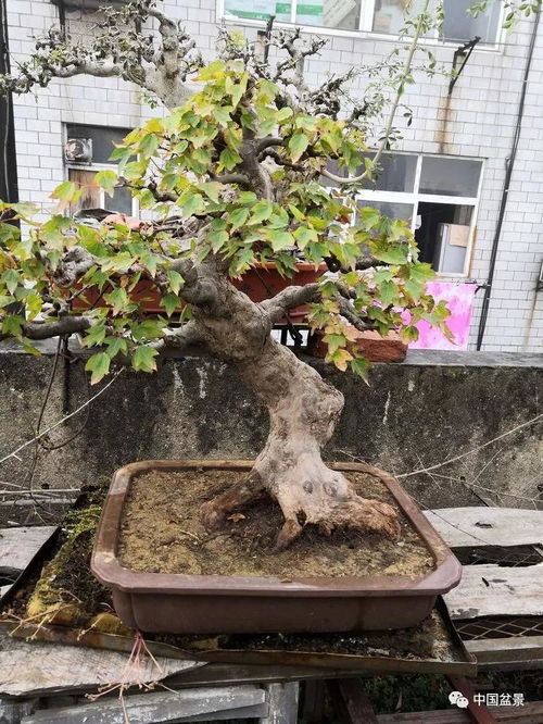 老骥伏枥写春秋