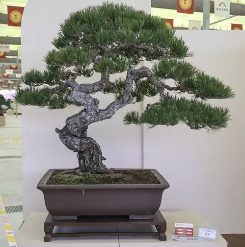 欣赏盆景名家藏品,领悟盆景作品拍摄技巧