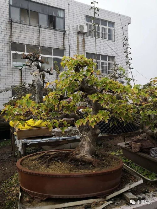 老骥伏枥写春秋