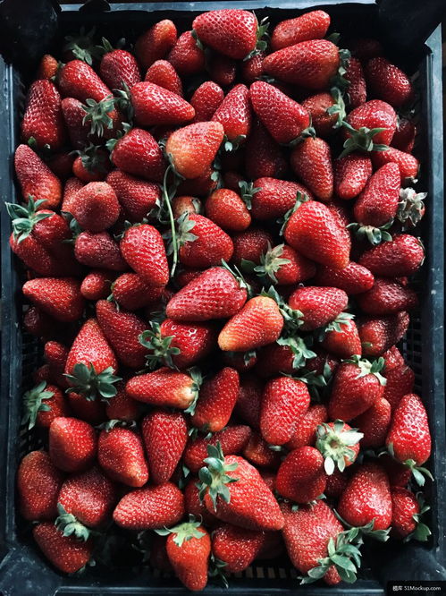 草莓 水果 植物 食品 糕点 厨房 美食摄影图片