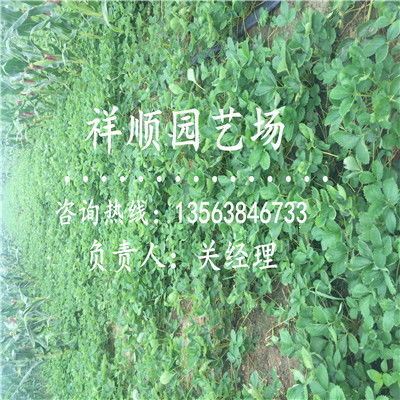 【哪里有枥女草莓苗附近哪里有】- 