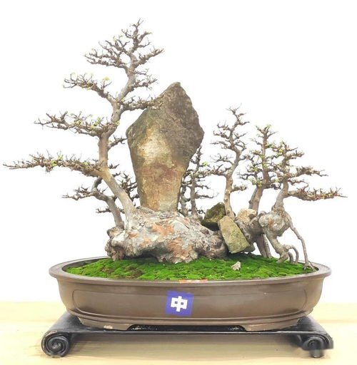 先睹为快 100张高清大图带你走进2021全国精品盆景展现场