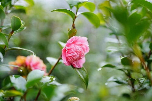 白羊座 对酒当歌,人生几何,老骥伏枥,志在千里