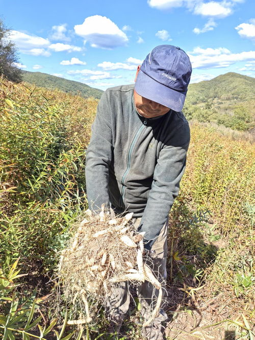 一图读懂黄精 山林里的黄金伏枥