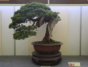 中国爵，盆景金银奖回看 伏枥之志永存