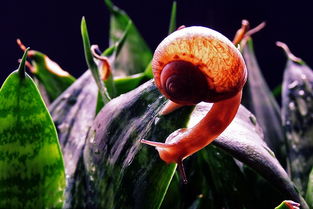 老骥伏枥 小蜗牛专辑的时代回响