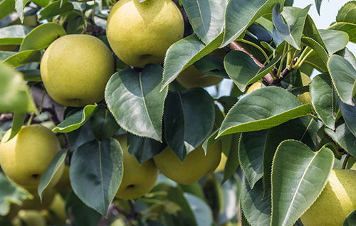 北京石堆伏梨特产推荐——伏枥