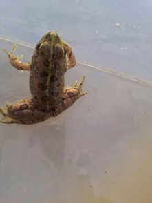 老骥伏枥，志在千里——蓝色力狮旅行版塔城游记