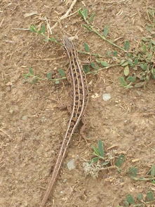 老骥伏枥，志在千里——蓝色力狮旅行版塔城游记