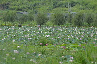 老骥伏枥，志在千里——致我那默默奉献的老款宝来